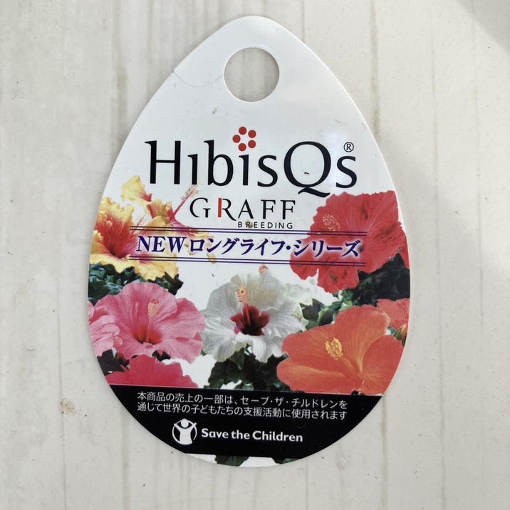 ハイビスカス ニューロングライフシリーズ 6号（ピンク花）｜花木10-TU