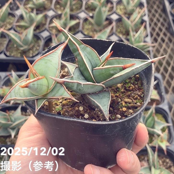 期間限定10％OFF！】サンスベリア 3.5号 ピンギキュラ クランプ付き