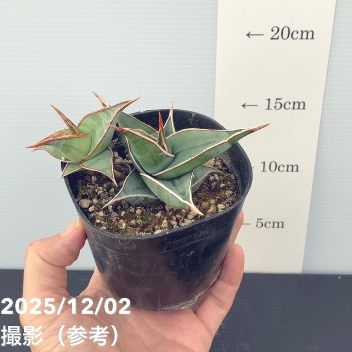 サンスベリア 3.5号 ピンギキュラ クランプ付き 生産プラ鉢｜観葉02-D2
