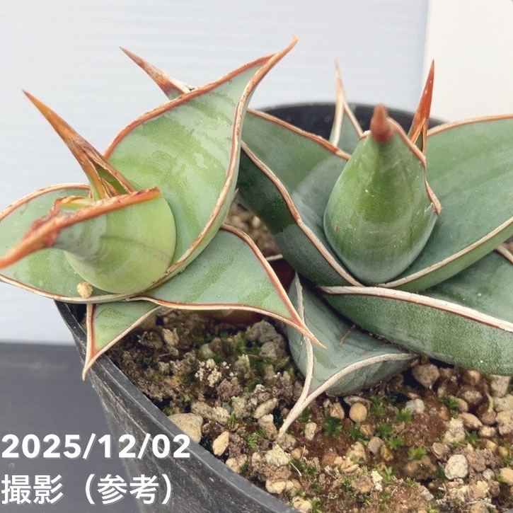 サンスベリア 3.5号 ピンギキュラ クランプ付き 生産プラ鉢｜観葉02-D2