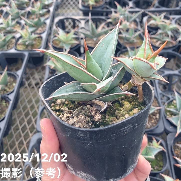 期間限定10％OFF！】サンスベリア 3.5号 ピンギキュラ クランプ付き