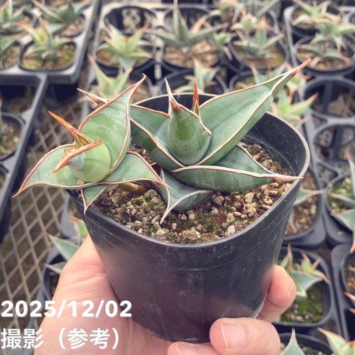 期間限定10％OFF！】サンスベリア 3.5号 ピンギキュラ クランプ付き