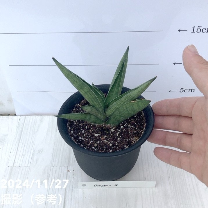 サンスベリア 3.5号 ドラッガーX Draggae X 黒プラ鉢｜観葉02-D2