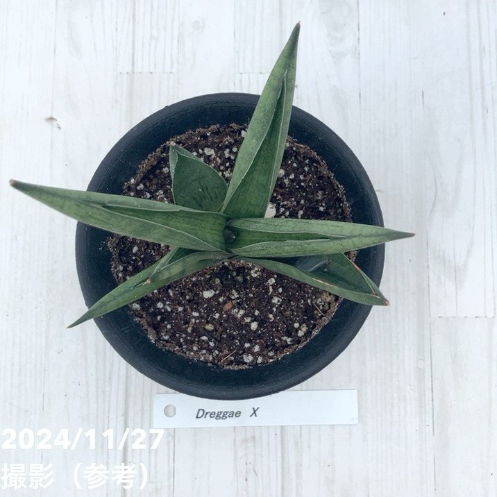 サンスベリア 3.5号 ドラッガーX Draggae X 黒プラ鉢｜観葉02-D2