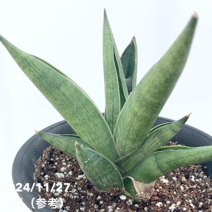 サンスベリア 3.5号 ドラッガーX Draggae X 黒プラ鉢｜観葉02-D2