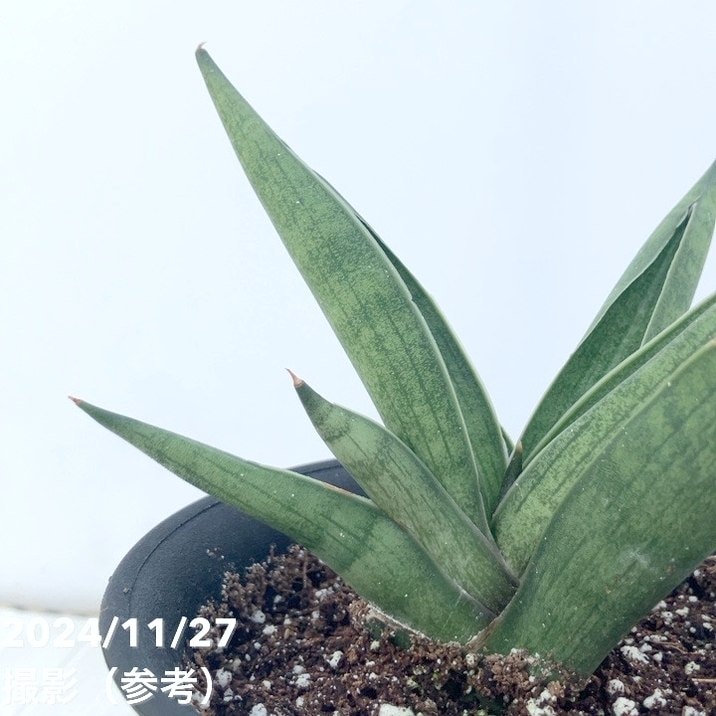 サンスベリア　ブラックパール バリエガータ サンスベリア ブラックパール バリエガータ サンスベリア