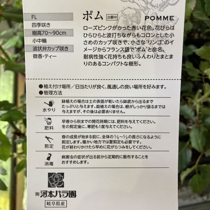 バラ大苗 ポム 7号ロングスリット鉢 河本バラ園 河本麻記子さん ローズ