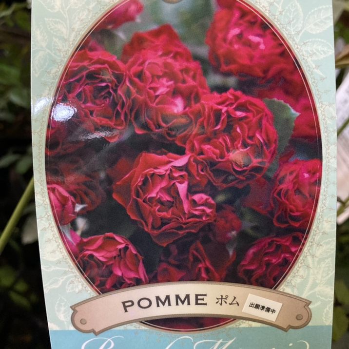 バラ大苗 ポム 7号ロングスリット鉢 河本バラ園 河本麻記子さん ローズ