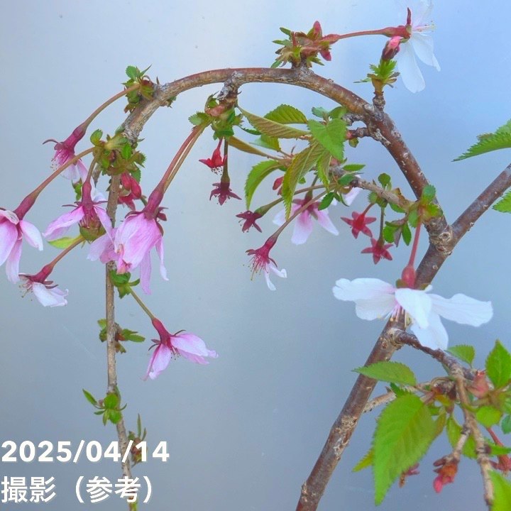 枝垂桜 特価】サクラ 富士枝垂れ桜 4.5号陶器鉢（受け皿付き）｜花木10-TU