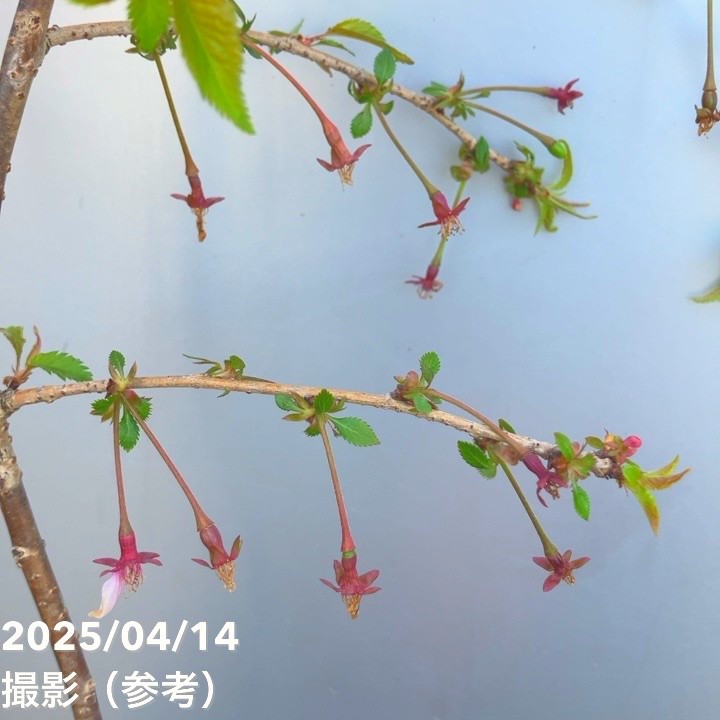 特価】サクラ 富士枝垂れ桜 4.5号陶器鉢（受け皿付き）｜花木10-TU