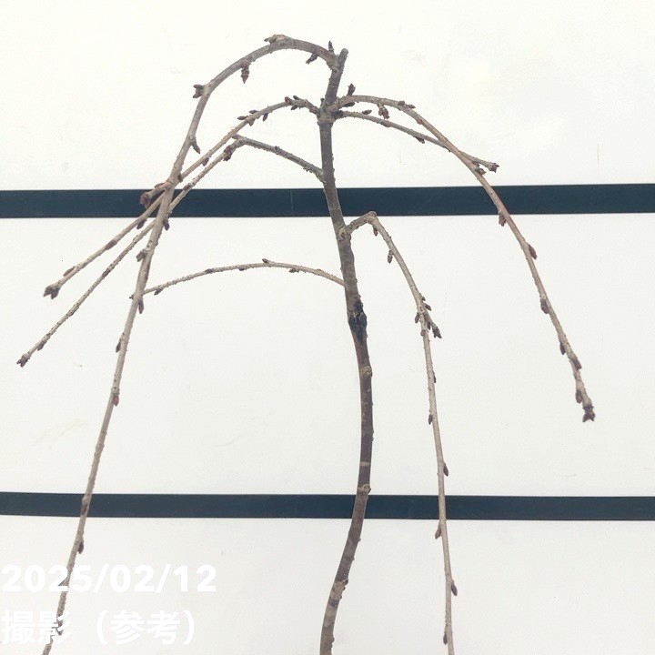 特価】サクラ 富士枝垂れ桜 4.5号陶器鉢（受け皿付き）｜花木10-TU