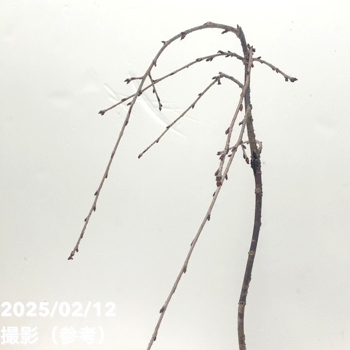 特価】サクラ 富士枝垂れ桜 4.5号陶器鉢（受け皿付き）｜花木10-TU