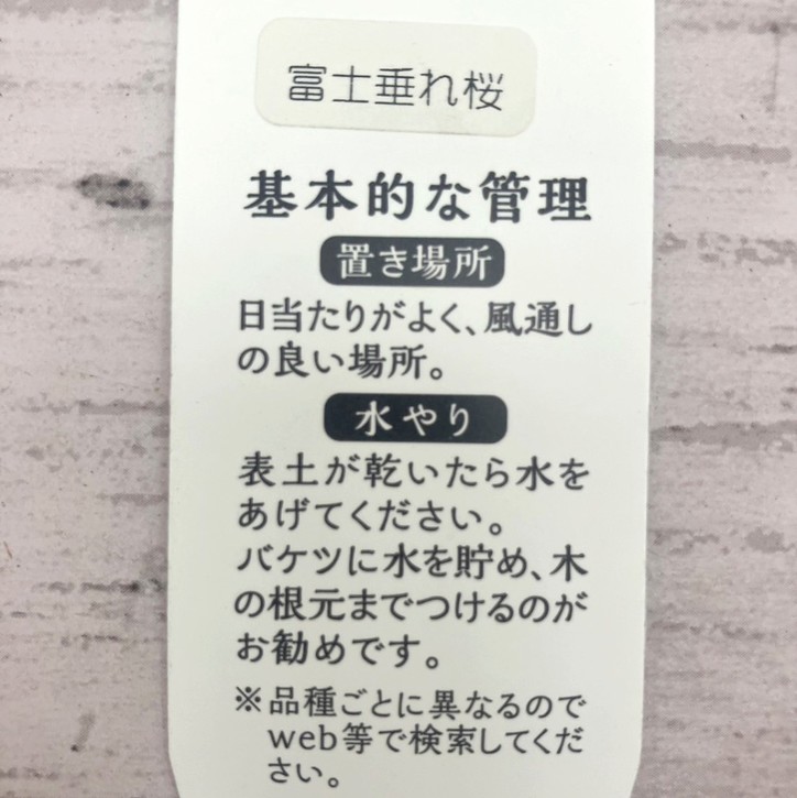 決算！ポイント5倍！7/31まで】【特価】サクラ 富士枝垂れ桜 4.5