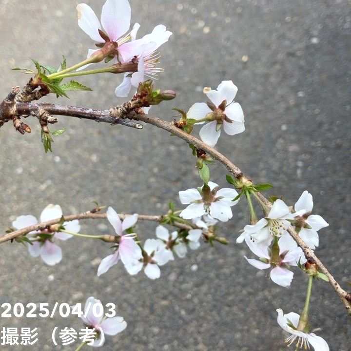 特価】サクラ 富士枝垂れ桜 4.5号陶器鉢（受け皿付き）｜花木10-TU
