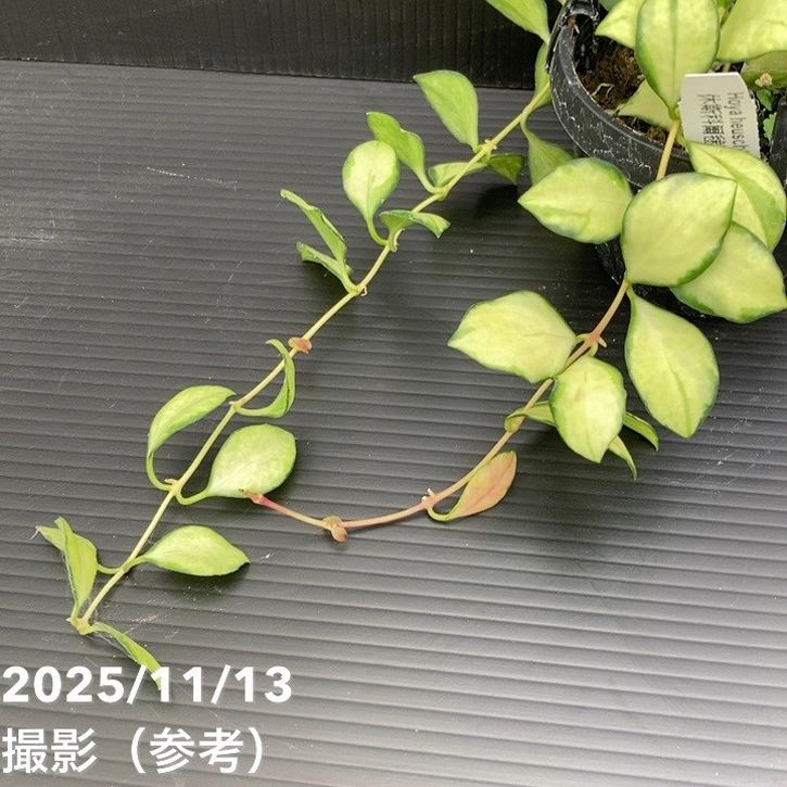 期間限定10％OFF！】ホヤ ヘウスケリアナ バリエガータ 3号吊り鉢