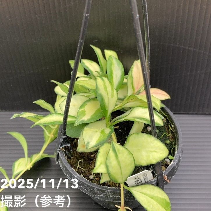 ホヤ　ヘウスケリアナ　③ 期間限定10％OFF！】ホヤ ヘウスケリアナ バリエガータ 3号吊り鉢