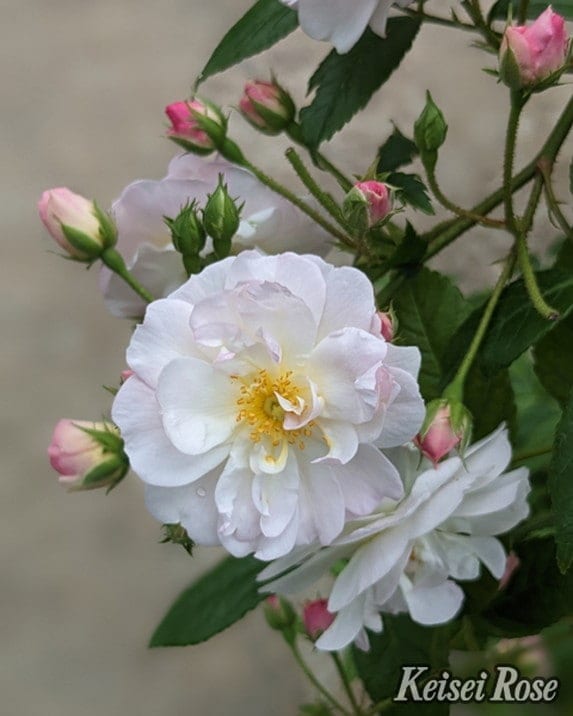 バラ大苗 スウィート シルエッタ 7号 京成バラ園芸｜花木04-PA | 花木