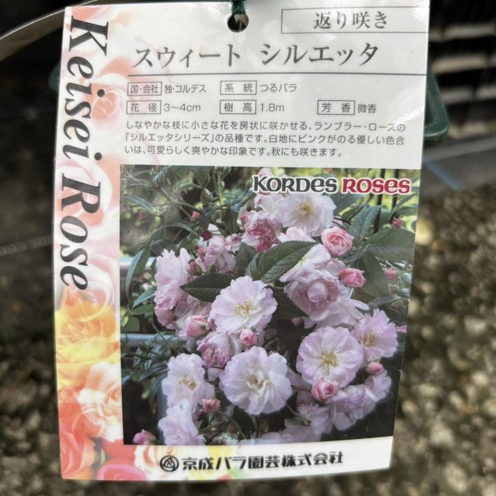 バラ大苗 スウィート シルエッタ 7号 京成バラ園芸｜花木04-PA | 花木