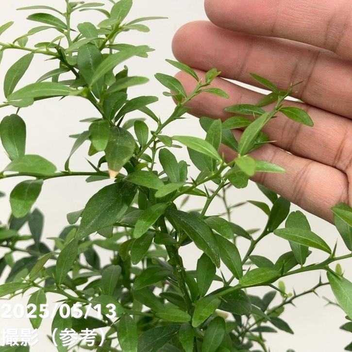 こるふぁーむ フィンガーライム 5号 グリーンクリスタル（代引き