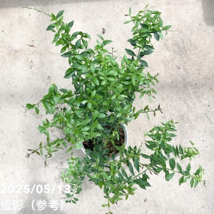 limon　フィン付き こるふぁーむ フィンガーライム 5号 グリーンクリスタル（代引き不可