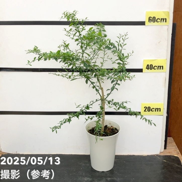 こるふぁーむ フィンガーライム 5号 グリーンクリスタル（代引き不可