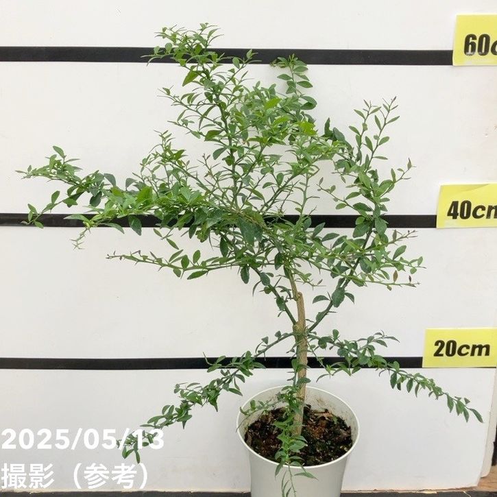 こるふぁーむ フィンガーライム 5号 グリーンクリスタル（代引き不可