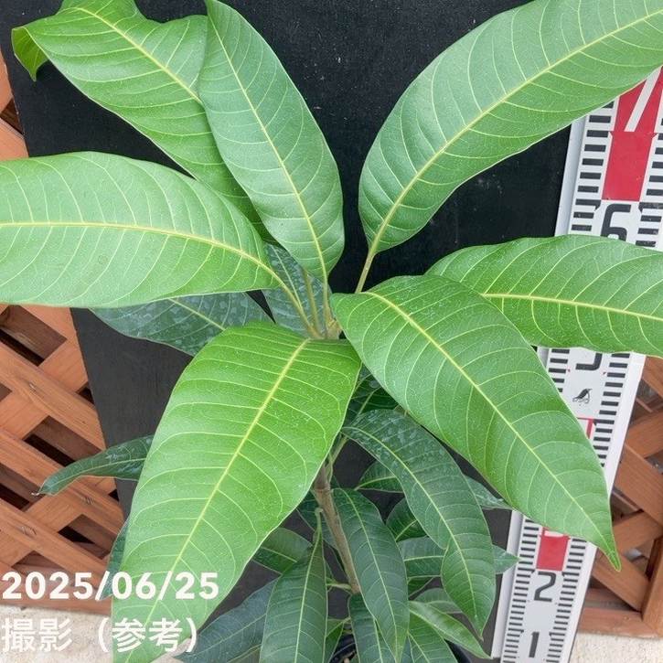 マンゴーの木 紅キーツ 5.5号｜果樹04-PA | 果樹 | 赤塚植物園