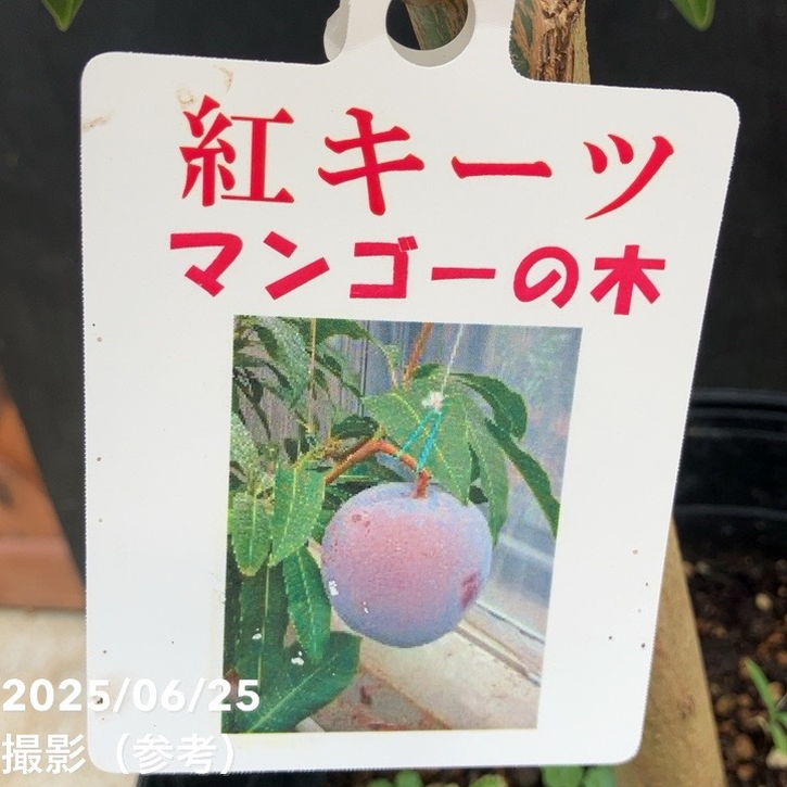 マンゴーの木 紅キーツ 5.5号｜果樹04-PA | 果樹 | 赤塚植物園