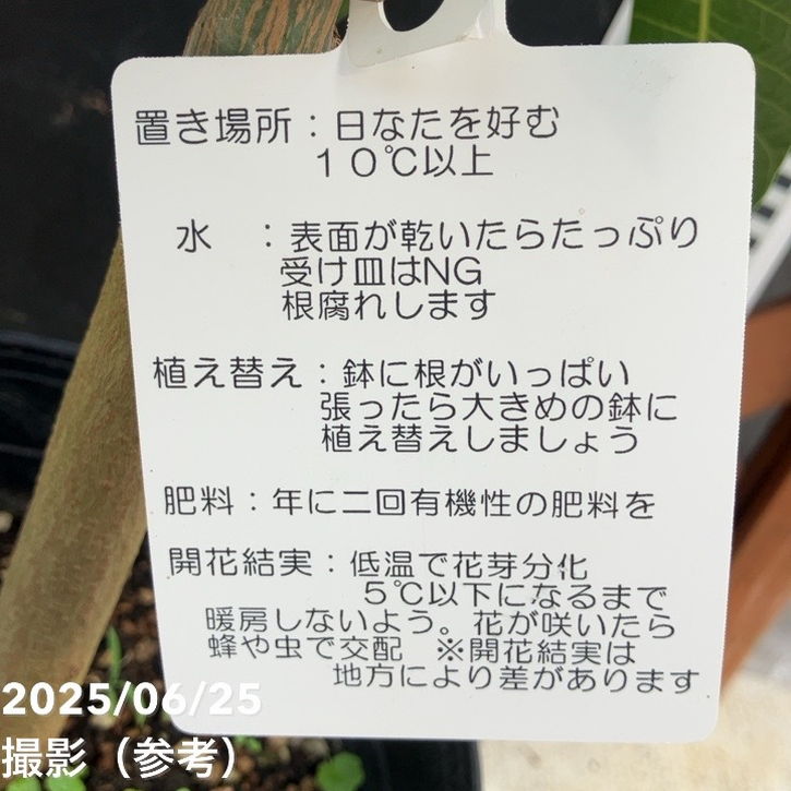 マンゴーの木 紅キーツ 5.5号｜果樹04-PA | 果樹 | 赤塚植物園