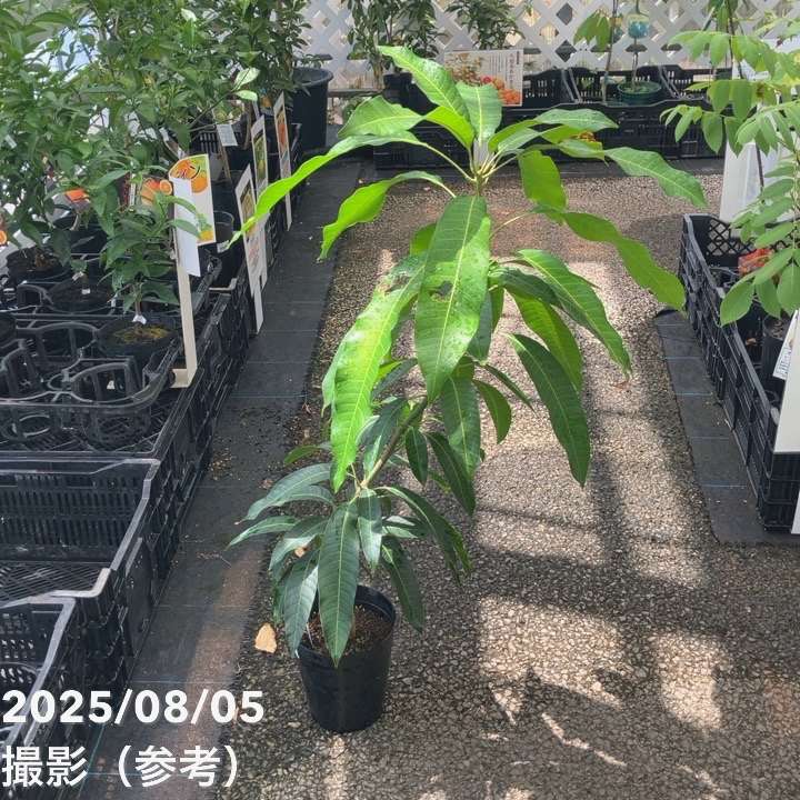 マンゴー苗　マハチャノック　紅キーツ マンゴーの木 紅キーツ 5.5号｜果樹04-PA | 果樹 | 赤塚植物園