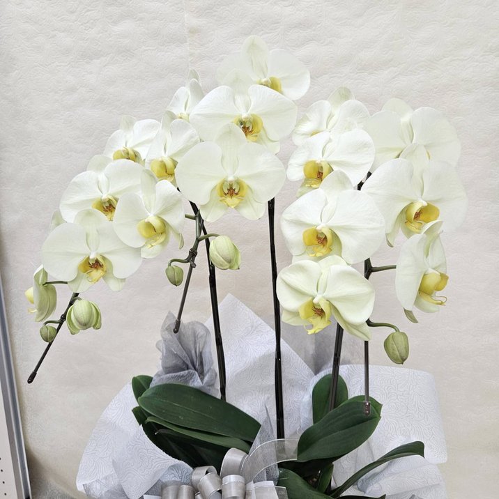 胡蝶蘭 イエローグリーン 3本立｜手作04-PA | ギフト,フラワー