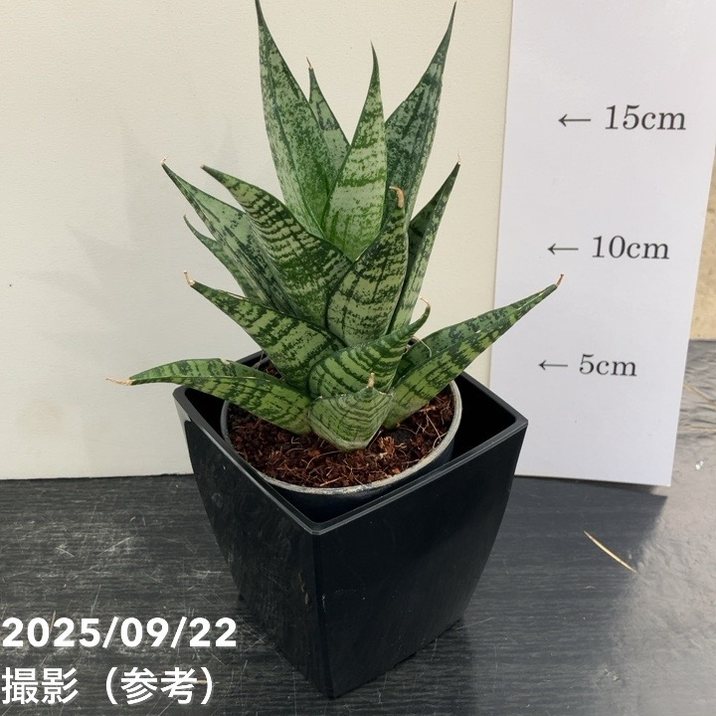 サンスベリア 3.5号角鉢 エーレンデル Ehrendel ポット投げ込み仕様