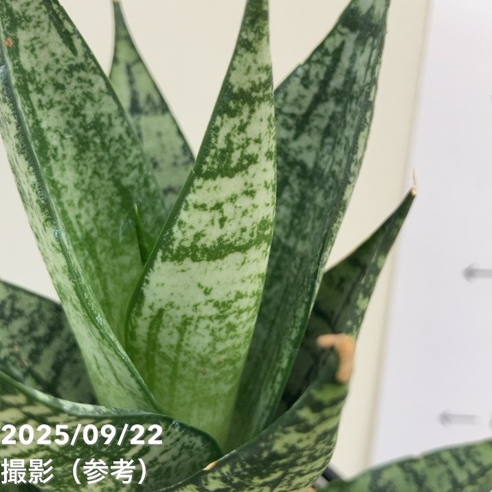 サンスベリア 3.5号角鉢 エーレンデル Ehrendel ポット投げ込み仕様