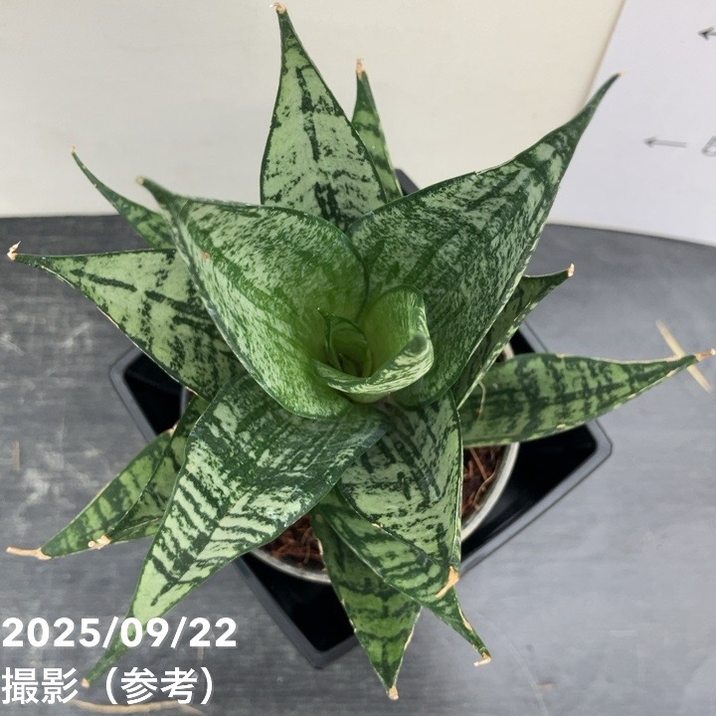 サンスベリア エーレンデル ATSUSHI TAKEOKA 竹岡篤史 | . . Sansevieria…LIFE Sansevieria