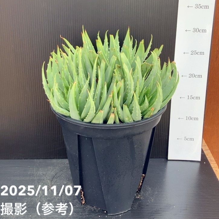 現品お届け】アロエ ポリフィラ Aloe polyphylla 7号（6）｜観葉10-TU