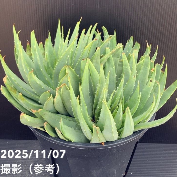 現品お届け】アロエ ポリフィラ Aloe polyphylla 7号（6）｜観葉10-TU