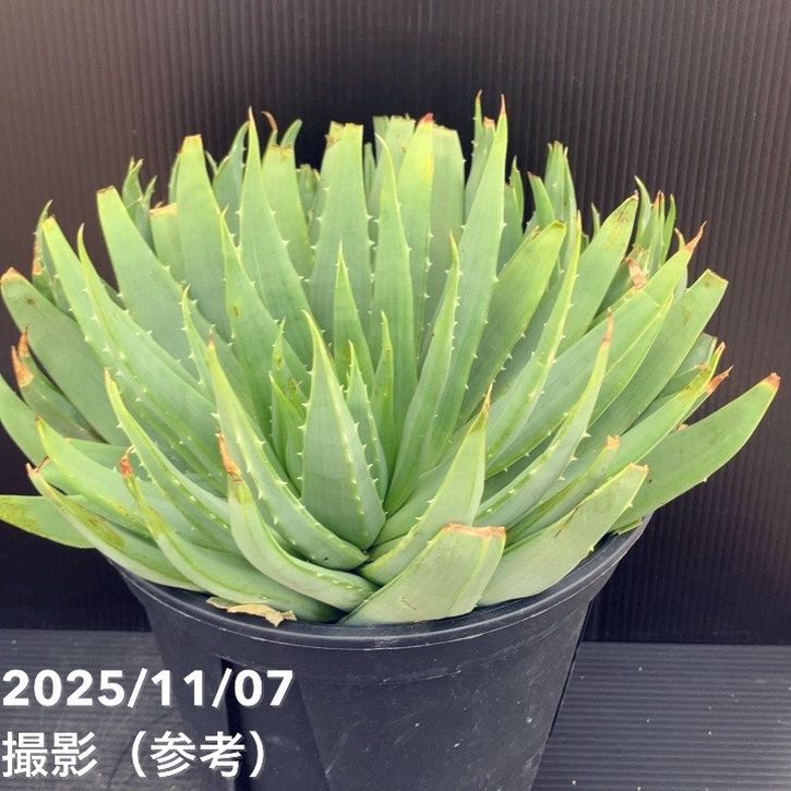 現品お届け】アロエ ポリフィラ Aloe polyphylla 7号（6）｜観葉10-TU
