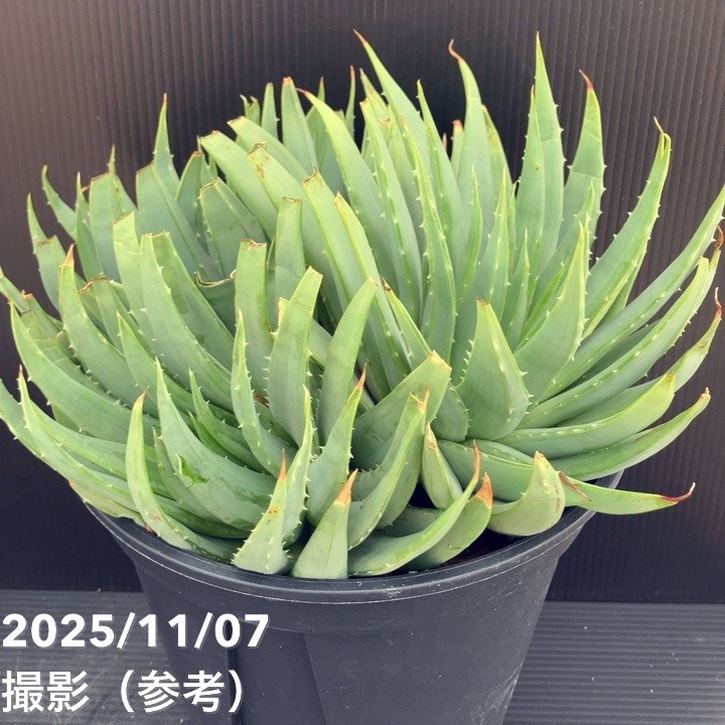 現品お届け】アロエ ポリフィラ Aloe polyphylla 7号（6）｜観葉10-TU