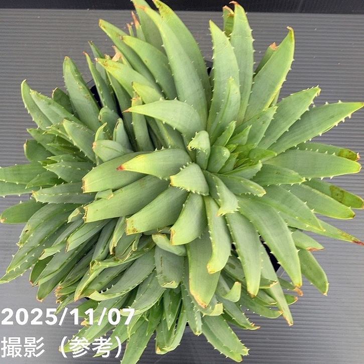 現品お届け】アロエ ポリフィラ Aloe polyphylla 7号（6）｜観葉10-TU