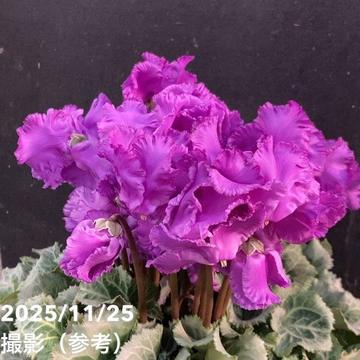 ブルーシクラメン 天空 てんくう 5号底面給水｜鉢花04-PA | ギフト,鉢