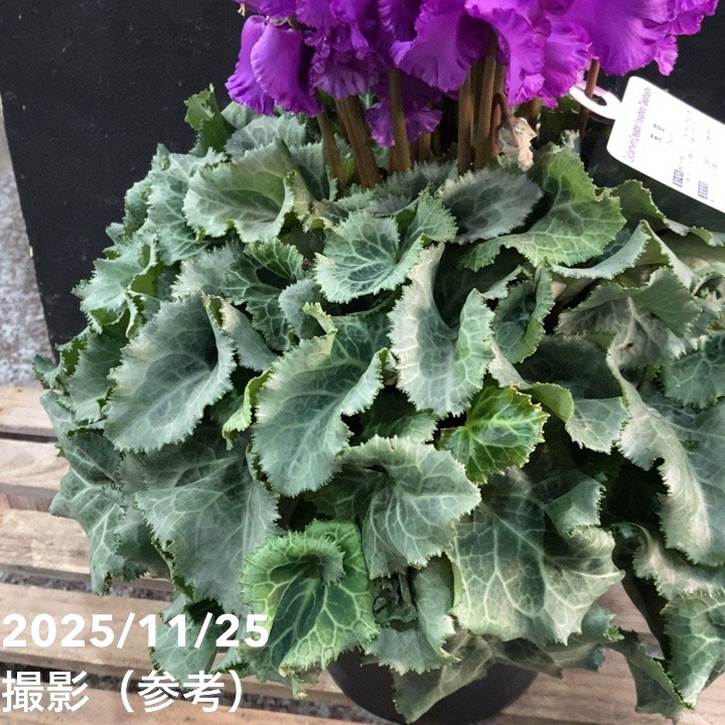 ブルーシクラメン 天空 てんくう 5号底面給水｜鉢花04-PA | ギフト,鉢