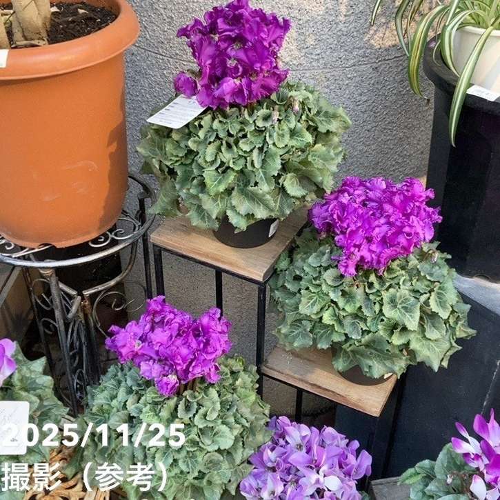 ブルーシクラメン 天空 てんくう 5号底面給水｜鉢花04-PA | ギフト,鉢