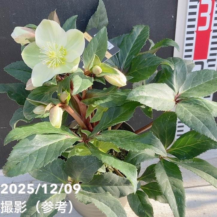 クリスマスローズ ゴールドコレクション 5号 マーロン｜山野04-PA