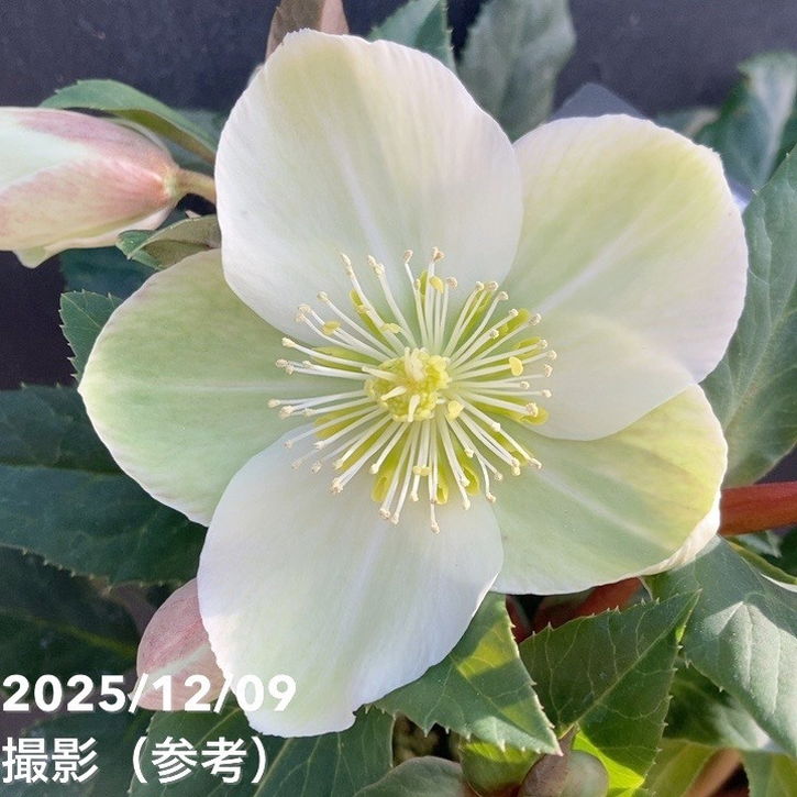 クリスマスローズ ゴールドコレクション 5号 マーロン｜山野04-PA