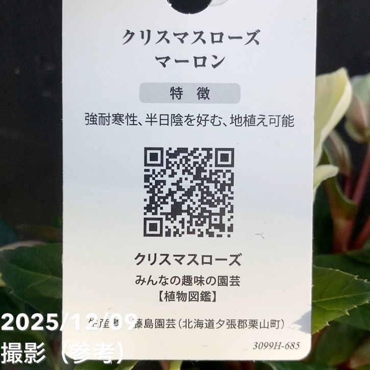 クリスマスローズ ゴールドコレクション 5号 マーロン｜山野04-PA