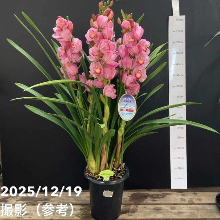 シンビジューム 6号プラ鉢 5本立 カワイコチャン｜洋蘭04-PA | ギフト