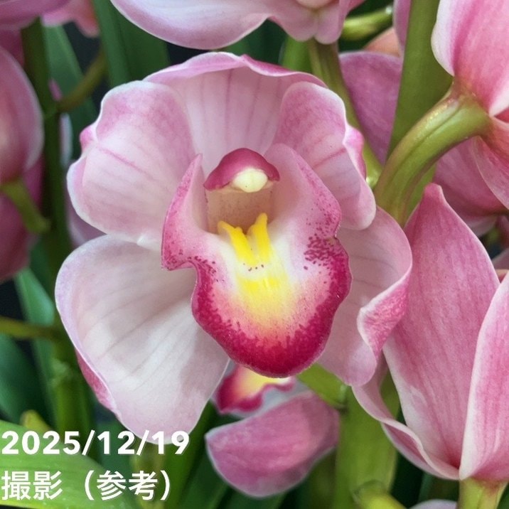 シンビジューム 6号プラ鉢 5本立 カワイコチャン｜洋蘭04-PA | ギフト