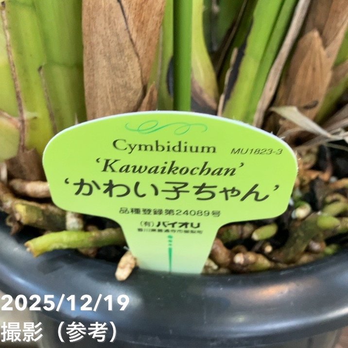 シンビジューム 6号プラ鉢 5本立 カワイコチャン｜洋蘭04-PA | ギフト