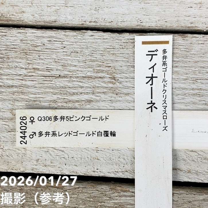 一点物】加藤農園 多弁系ゴールドクリスマスローズ ディオーネ 4.5号