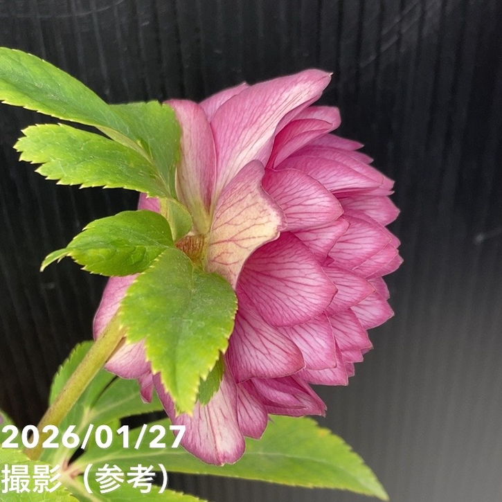 一点物】加藤農園 多弁系ゴールドクリスマスローズ ディオーネ 4.5号